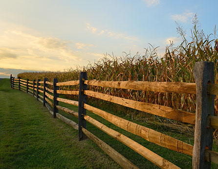 Residential Gates and Fence